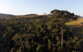 The Sombra Agroforestry Project