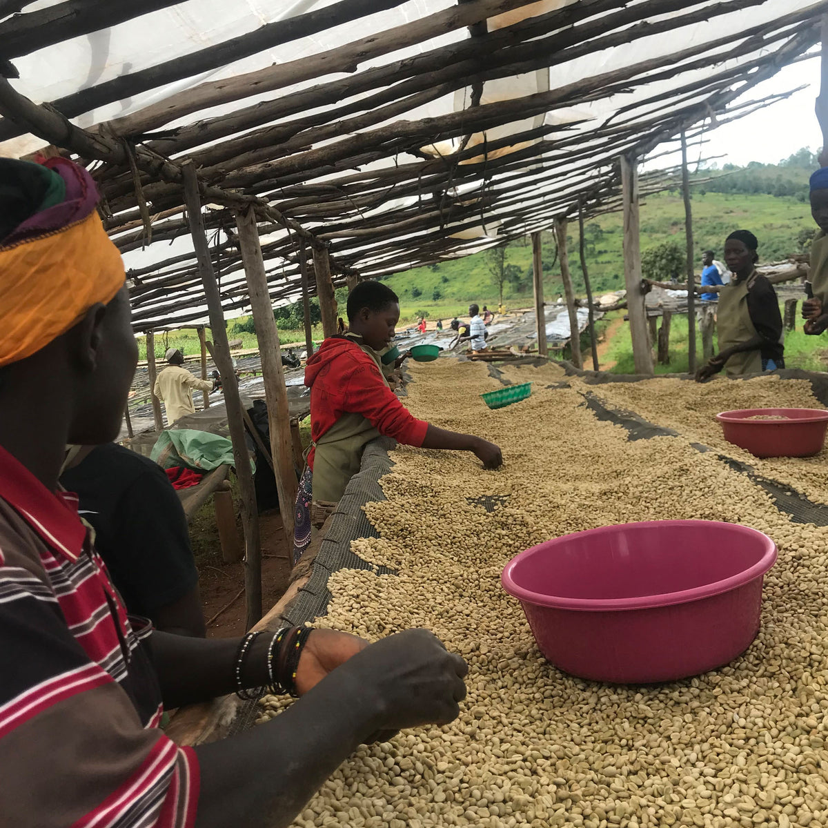 Coffee That Matters: The Global Impact Of An Ethical Roastery - Volcano ...