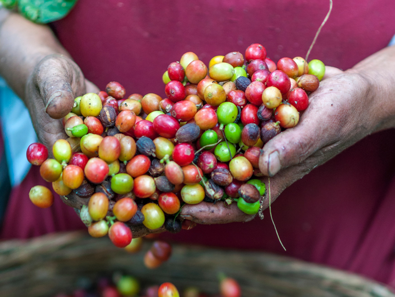 Why Speciality Coffee?