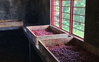 What Is Coffee Processing?