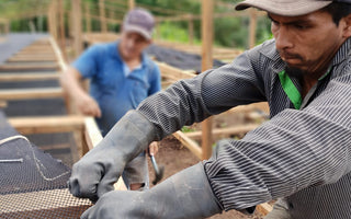 Who grows our coffee? José Gálvez, Peru