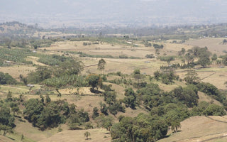 September Roaster's Choice coffee is an Ethiopian heirloom