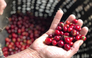 What is Maragogype coffee?