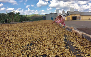 Volcano, Brazilian Coffee and the State of the Coffee Market
