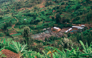 A short history of coffee in Rwanda