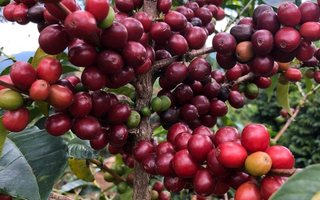 Keramo - May's Roaster's Choice Subscription Coffee