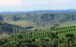 Fazenda Pinhal - April's Roaster's Choice Subscription Coffee