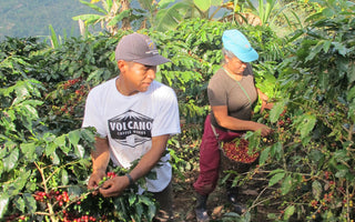 Who grows our coffee? Nick and James visit Peru