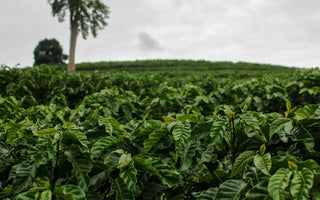 Let's Talk Robusta: Episode 2