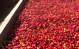 Drink El Encanto, June's Roaster's Choice Subscription Coffee