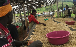 Drink Shyira, July's Roasters Choice Subscription Coffee