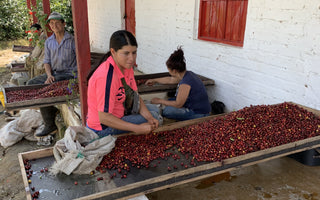 What's the Fuss About Fruit-infused Coffees?