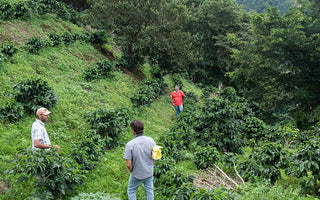 Drink Los Ureña, March's Roaster's Choice subscription coffee