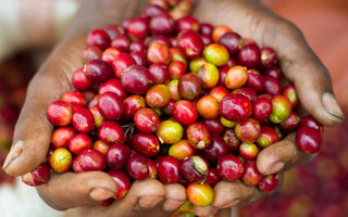 Bumbogo - August's Roaster Choice Subscription Coffee