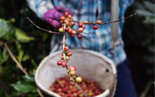 Trujillo - Octobers Roaster's Choice Subscription Coffee