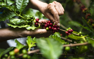 Bombe - Septembers Roaster's Choice Subscription coffee