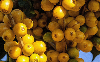 Mio Lot 1939 - November's Roaster's Choice Subscription Coffee