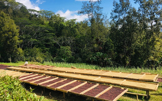 Drink Raimutin washed, August's Roasters Choice Subscription Coffee