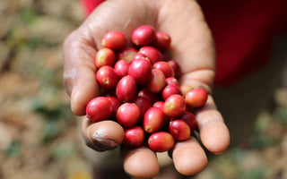 Laclo - June's Roaster's Choice Subscription Coffee