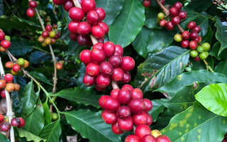 Drink Nemba, September's Roasters Choice Subscription Coffee