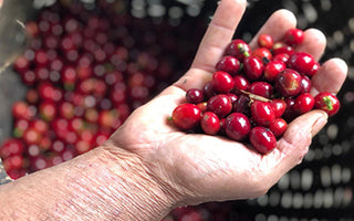 Ethically Traded coffee at Volcano Coffee Works