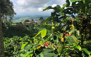 How does climate affect the taste of my coffee?