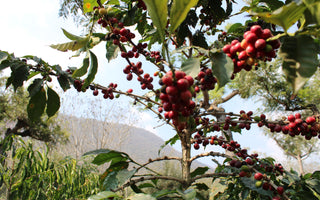 Drink Izuba, May's Roaster's Choice Subscription Coffee