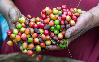 Finca Gascon - March Roaster's Choice Subscription Coffee