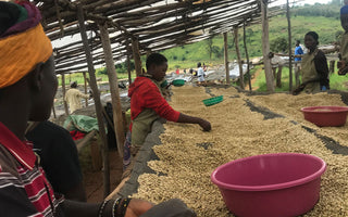 Coffee That Matters: The global impact of an ethical roastery