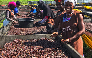 Who grows our coffee: Great Lakes Coffee Company, Uganda