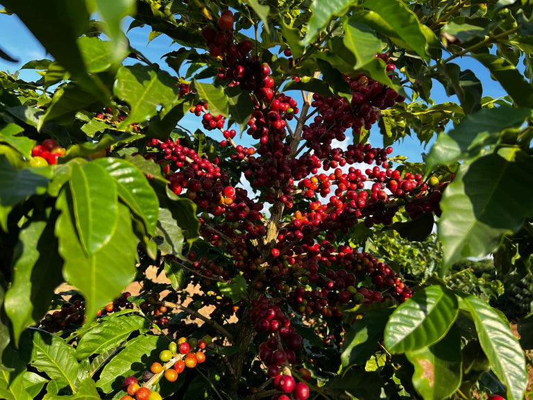 Meet Sombra: coffee with a story to explore